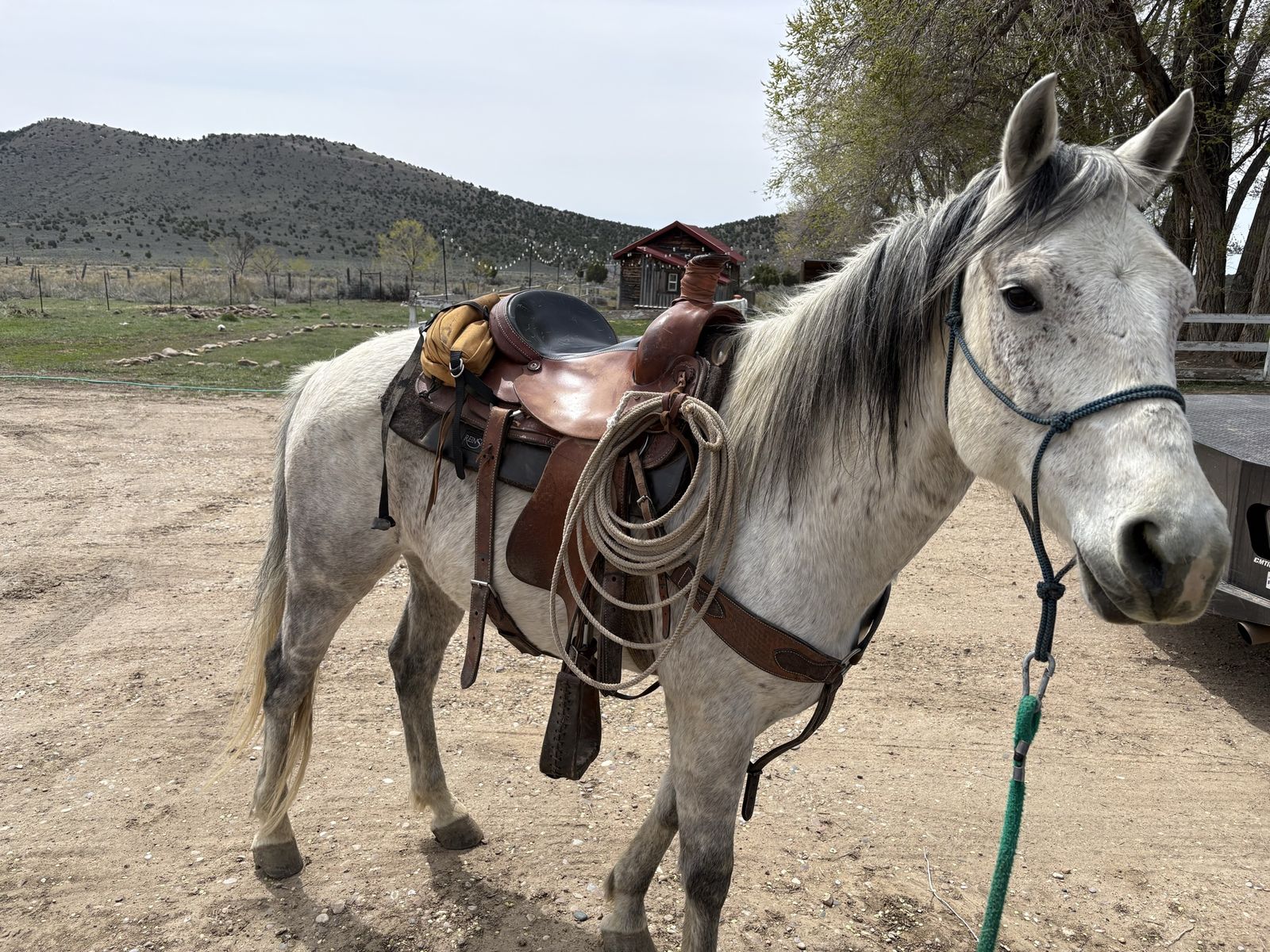10-year-old gelding