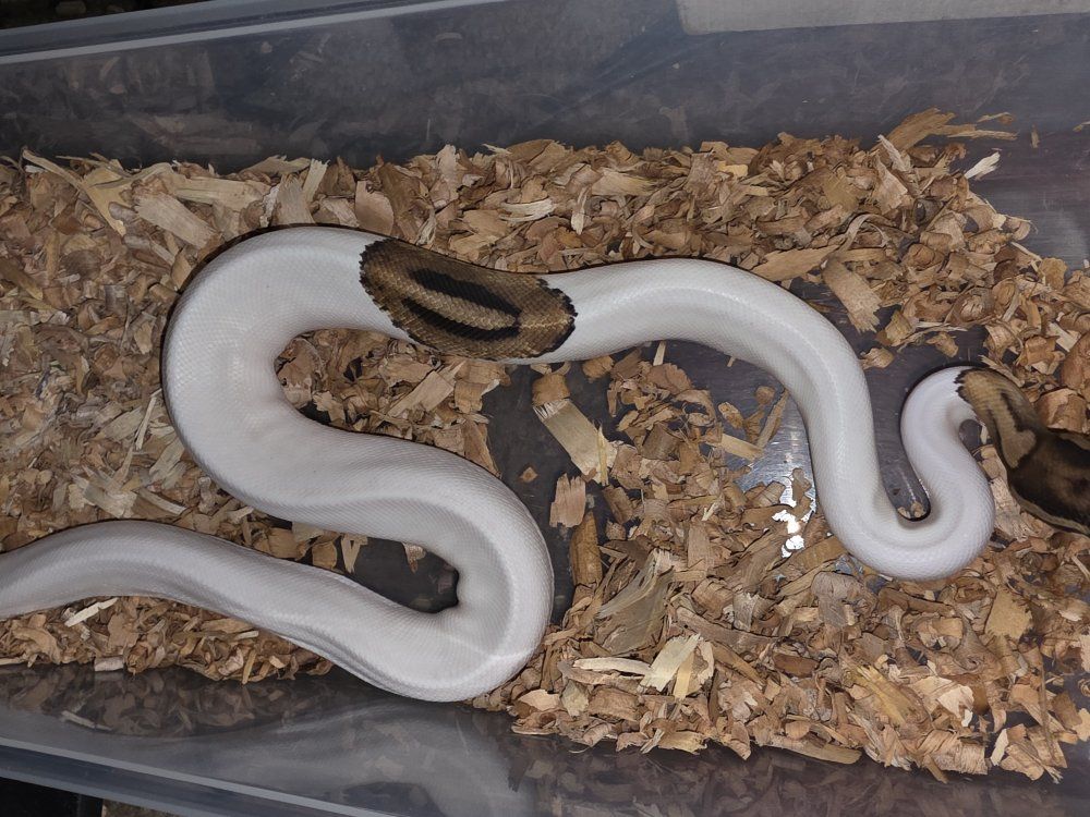 4 ball pythons for sale