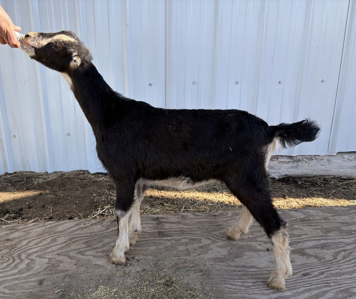 Standard LaMancha Doelings! Sweet Deseret lines!!!