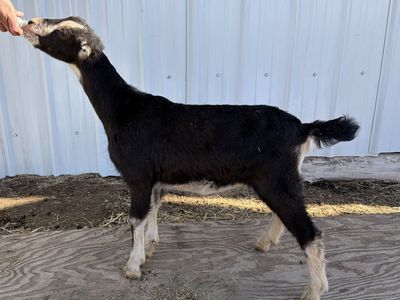 Standard LaMancha Doelings! Sweet Deseret lines!!!