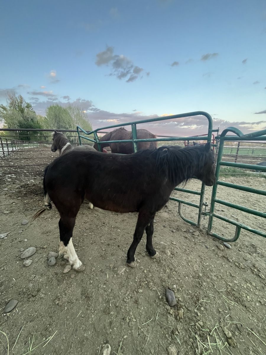 Broke Pony Mare