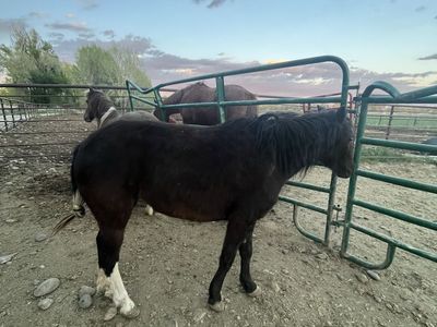 Broke Pony Mare