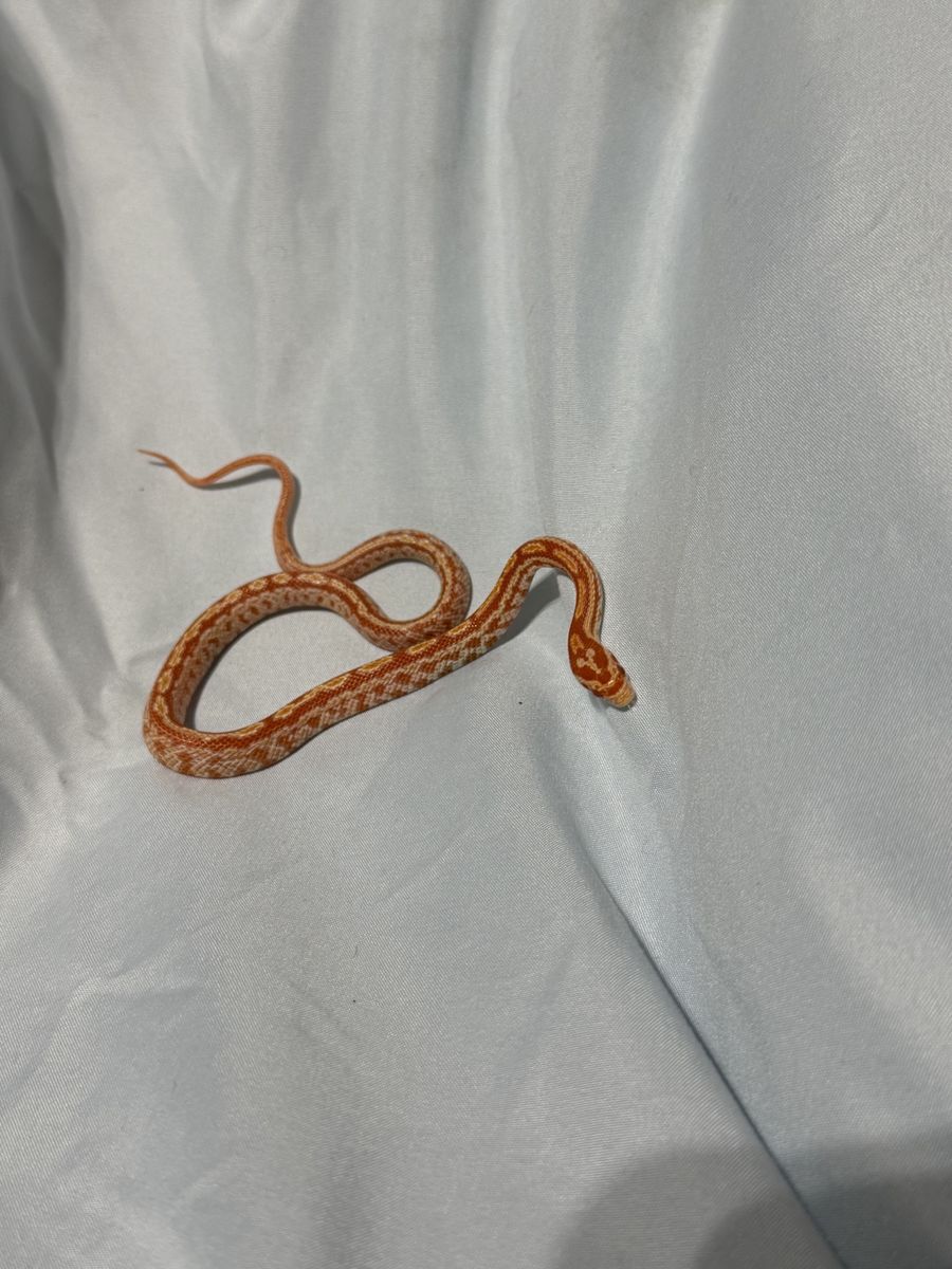 Tessera Oketee Juvenile corn snakes