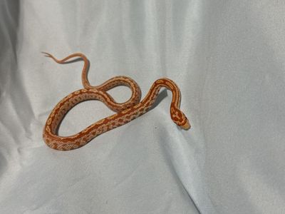 Tessera Oketee Juvenile corn snakes