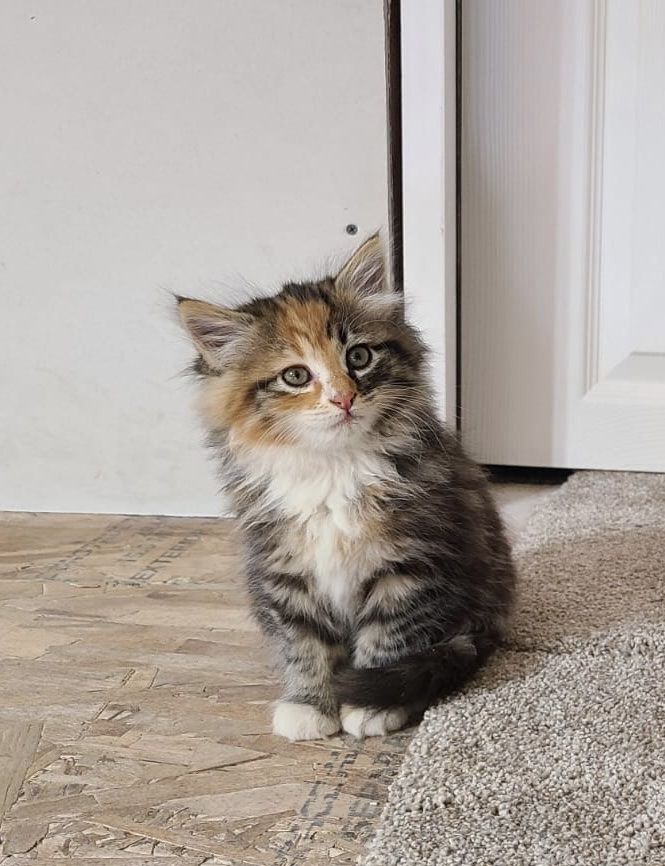 Cute Fluff Ball