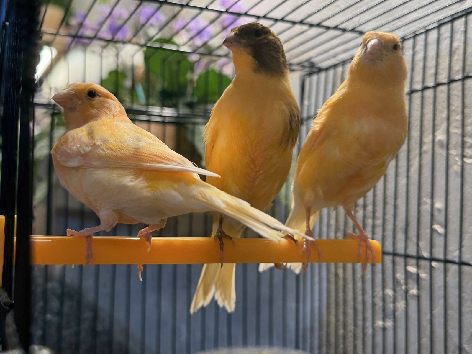 Young Canaries