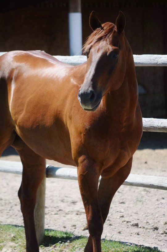 ISO: Finished Trail/Reining Gelding