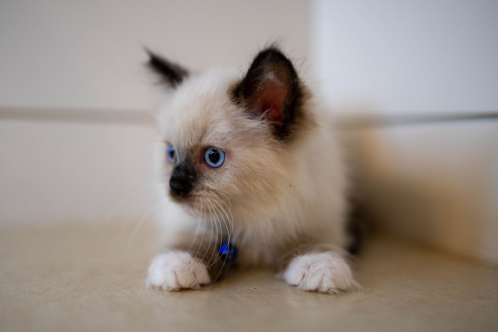 PUREBRED RAGDOLLS-REDUCED PRICE!