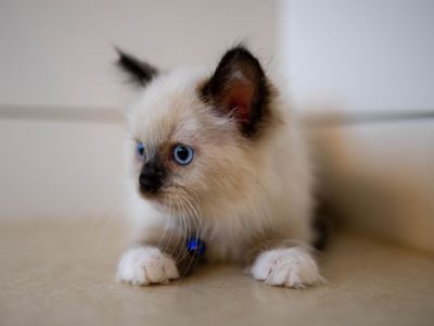 PUREBRED RAGDOLLS-REDUCED PRICE!