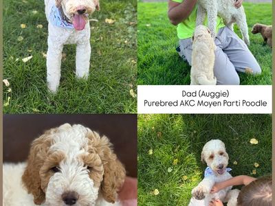 Labradoodle and poodle pair!