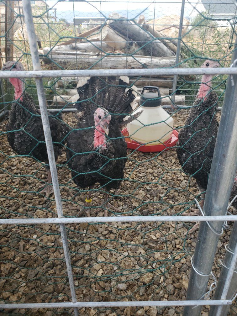 bronze broadbreasted turkeys
