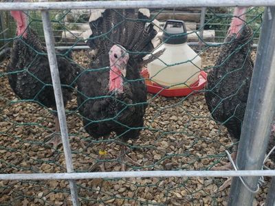 bronze broadbreasted turkeys