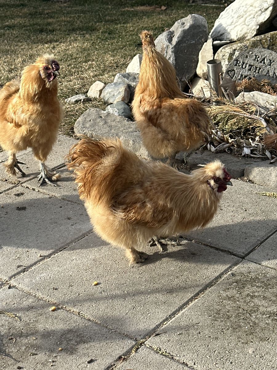 4 silky roosters  Free