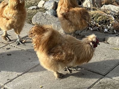 4 silky roosters Free