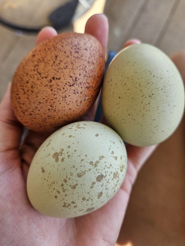 3 laying hens 1 rooster