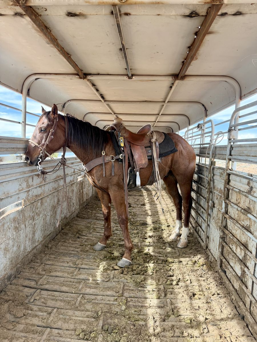 4 year old grade sorrel gelding 