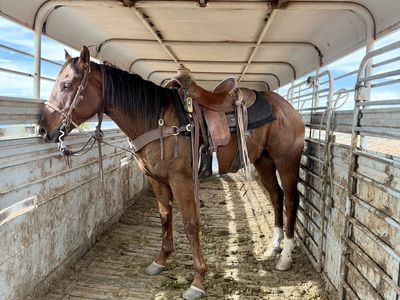 4 year old grade sorrel gelding
