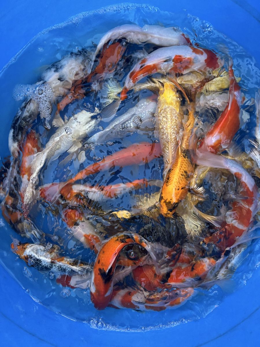 Japanese koi fish