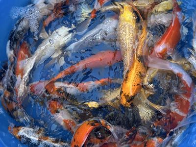 Japanese koi fish