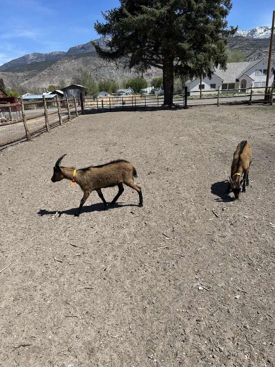 Oberhaslis Pack Goats