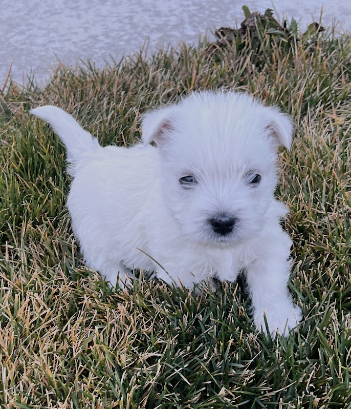 AKC West Highland White Terrier (Westie) Puppies
