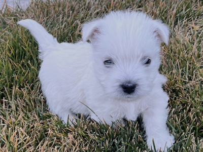 AKC West Highland White Terrier (Westie) Puppies