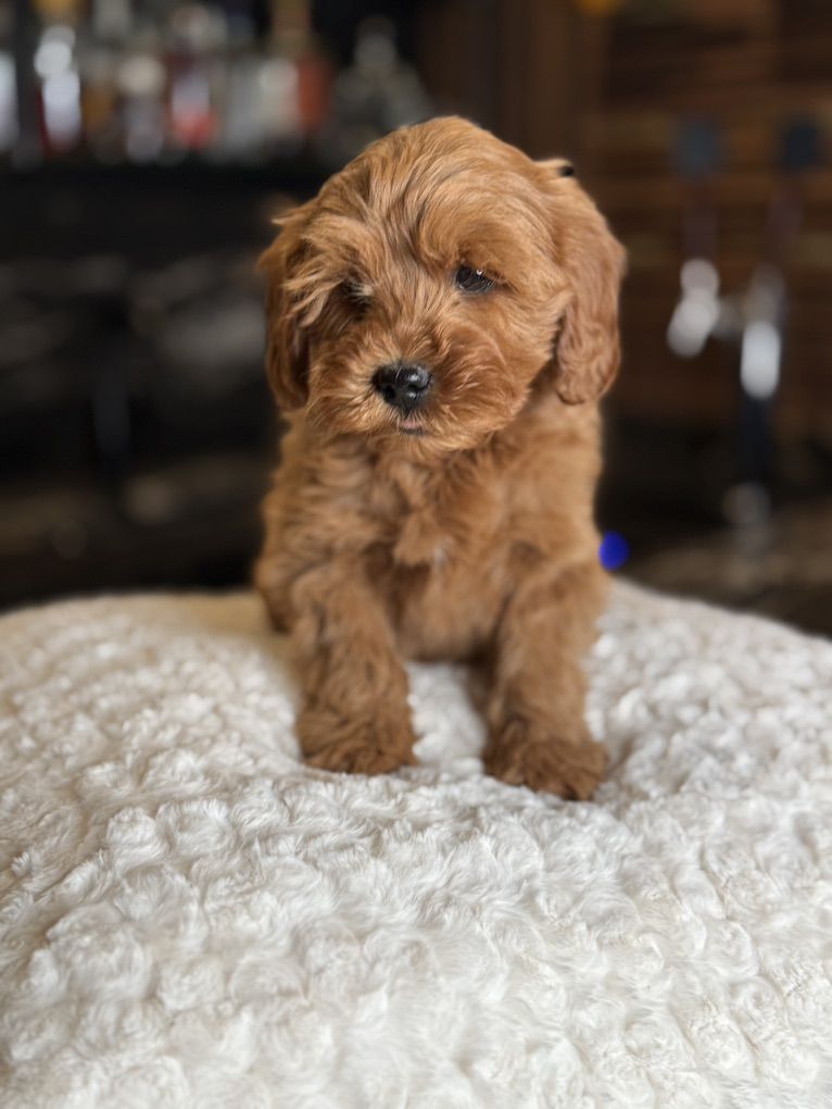 Trained Wavy Mini Goldendoodle Boy!
