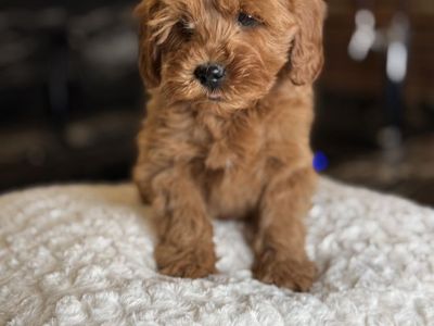 Trained Wavy Mini Goldendoodle Boy!