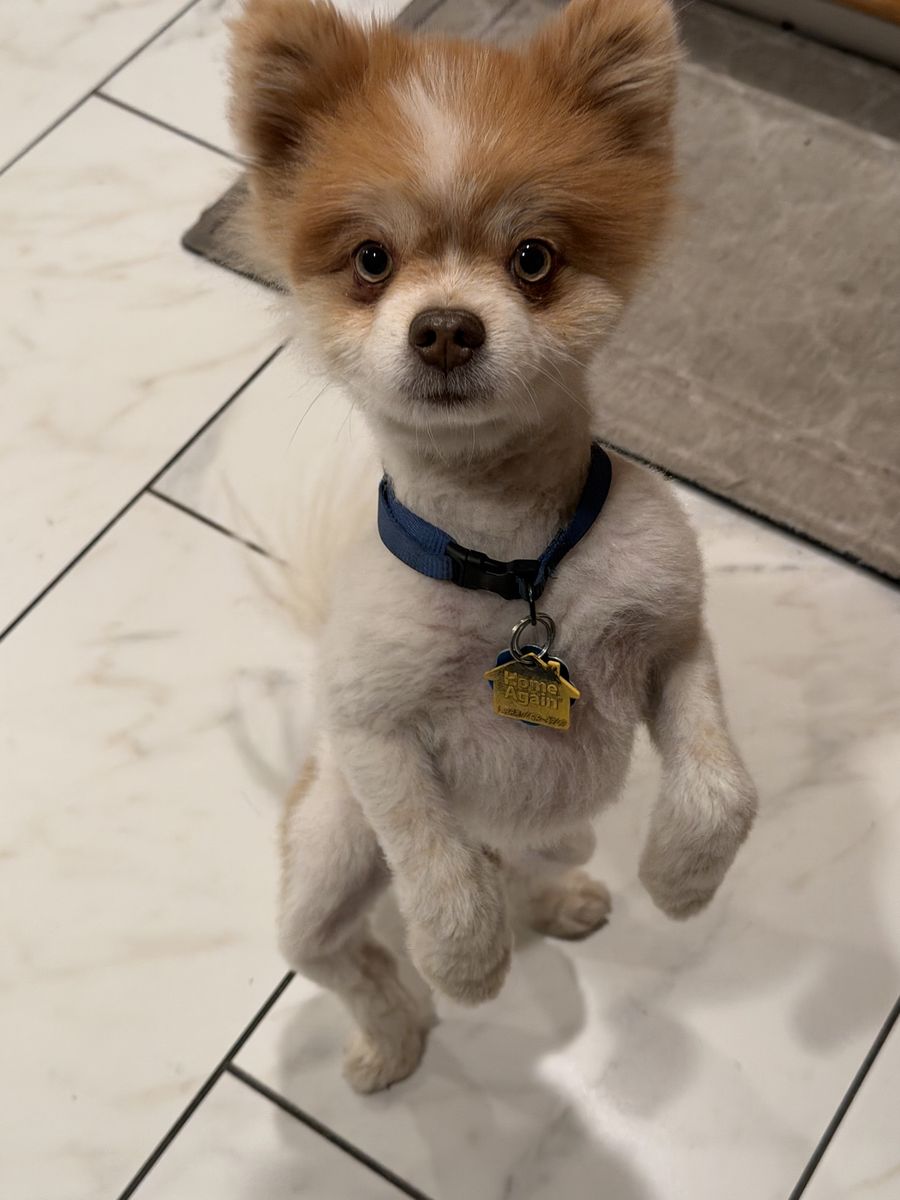 Found Dog - Kai