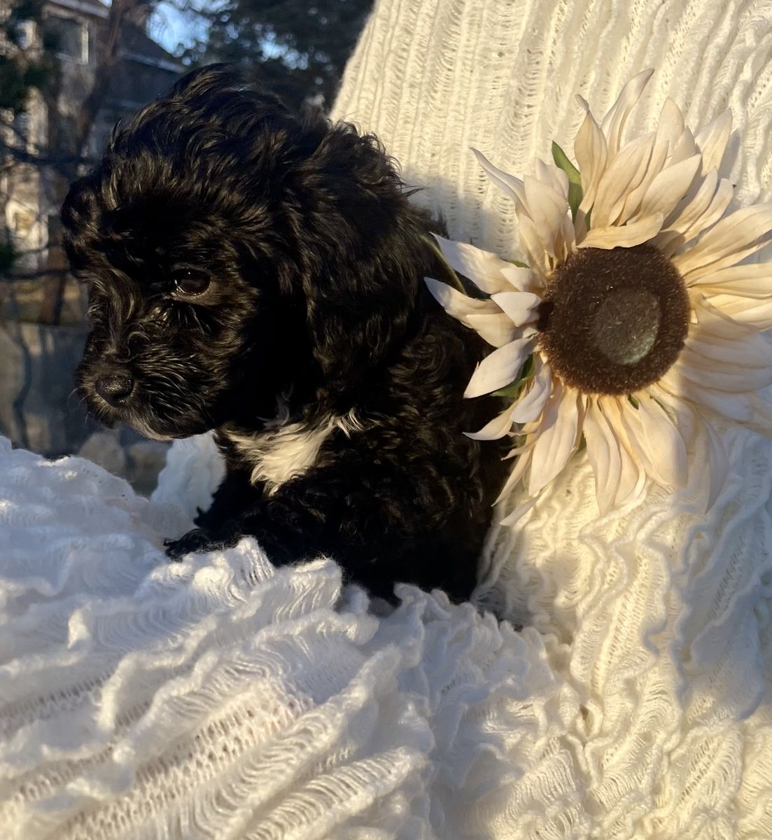 Cavapoo Puppy-super smart spunky and athletic