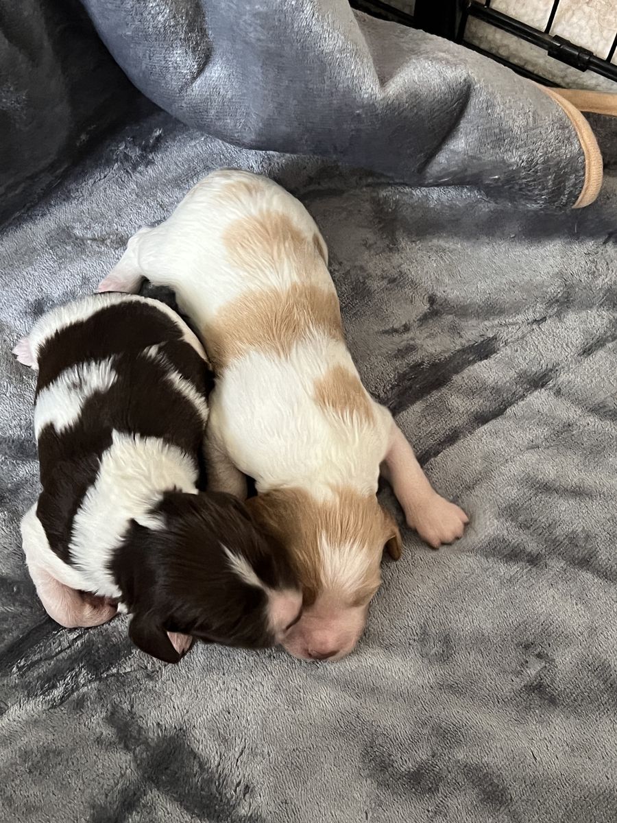 AKC Brittany (Spaniel) Puppies