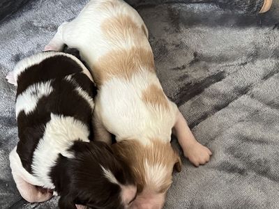 AKC Brittany (Spaniel) Puppies