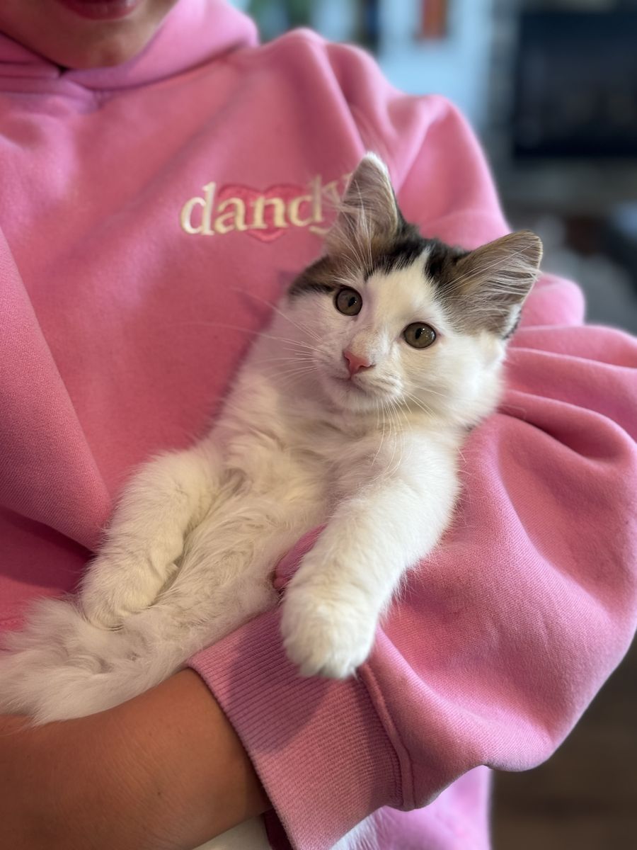 FREE 11 week old Male Kitten