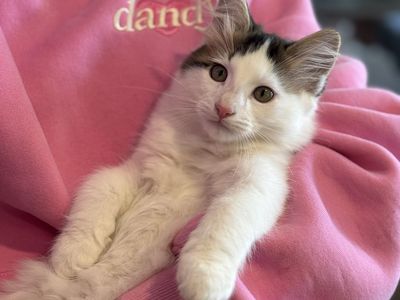 FREE 11 week old Male Kitten