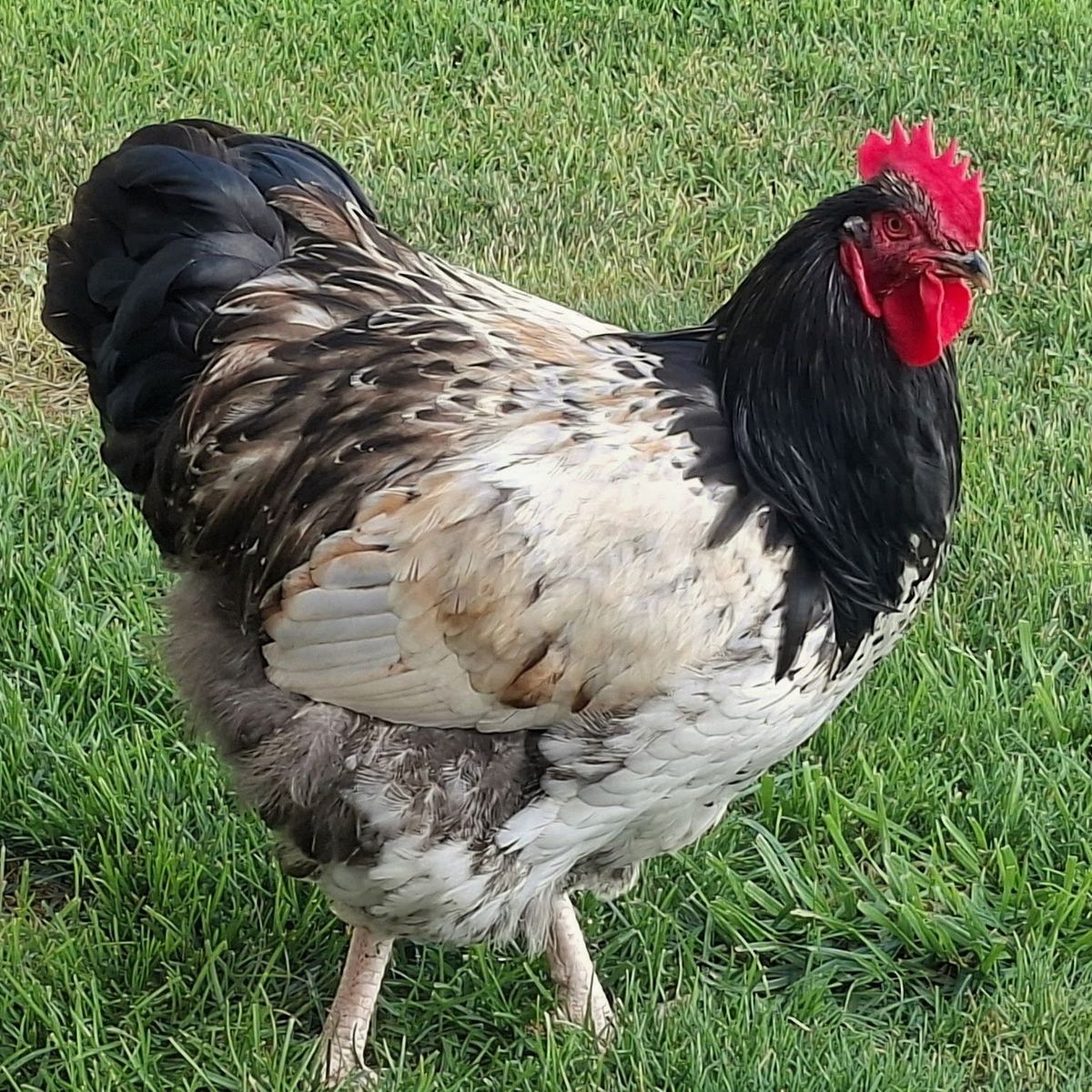 Silver Laced English Orpington- Rooster