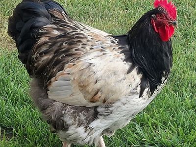 Silver Laced English Orpington- Rooster