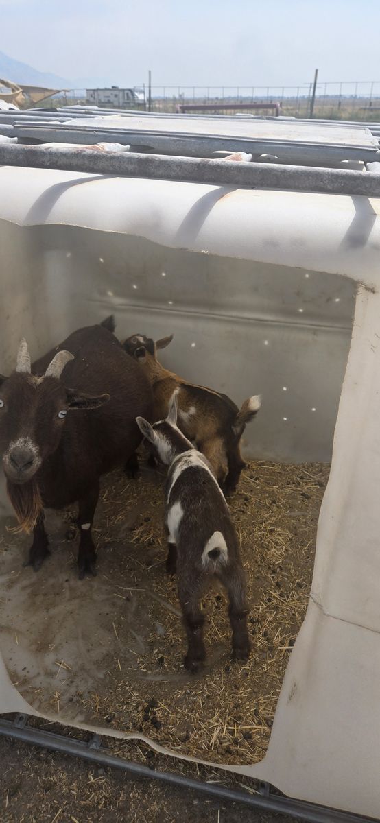 Nigerian Dwarf Mama Doe + 2 Nursing Bucklings – Must Go Together