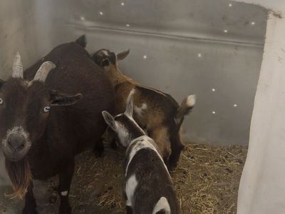 Nigerian Dwarf Mama Doe + 2 Nursing Bucklings – Must Go Together