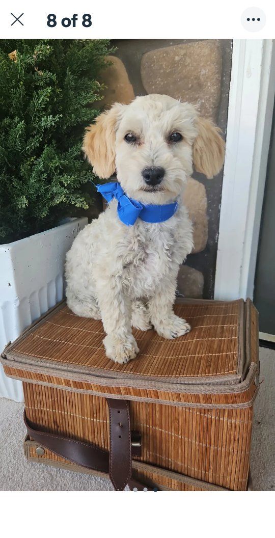 6 month male maltipoo potty trained