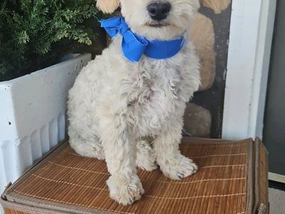 6 month male maltipoo potty trained