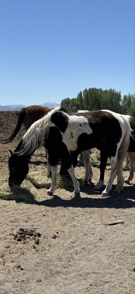 2 Project Horses