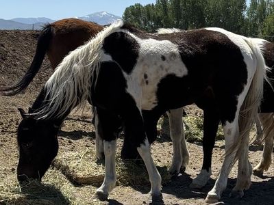 2 Project Horses