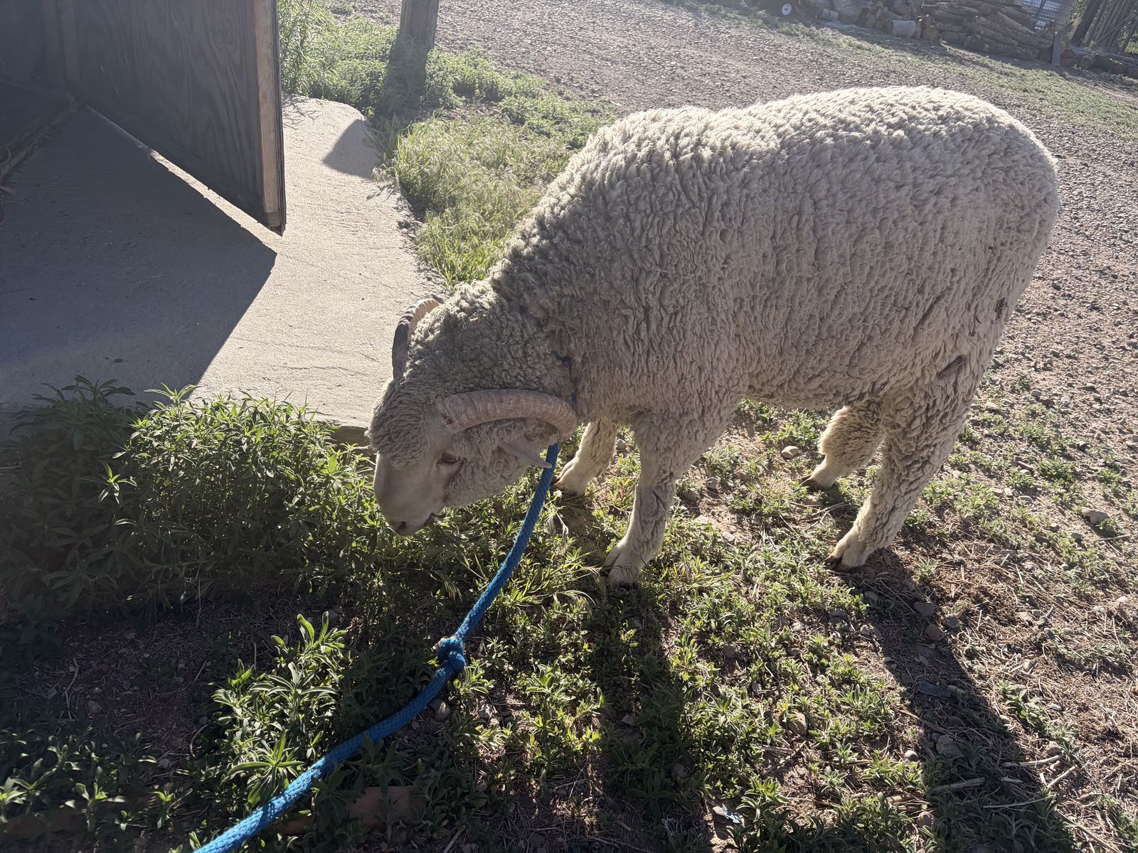 Sheep