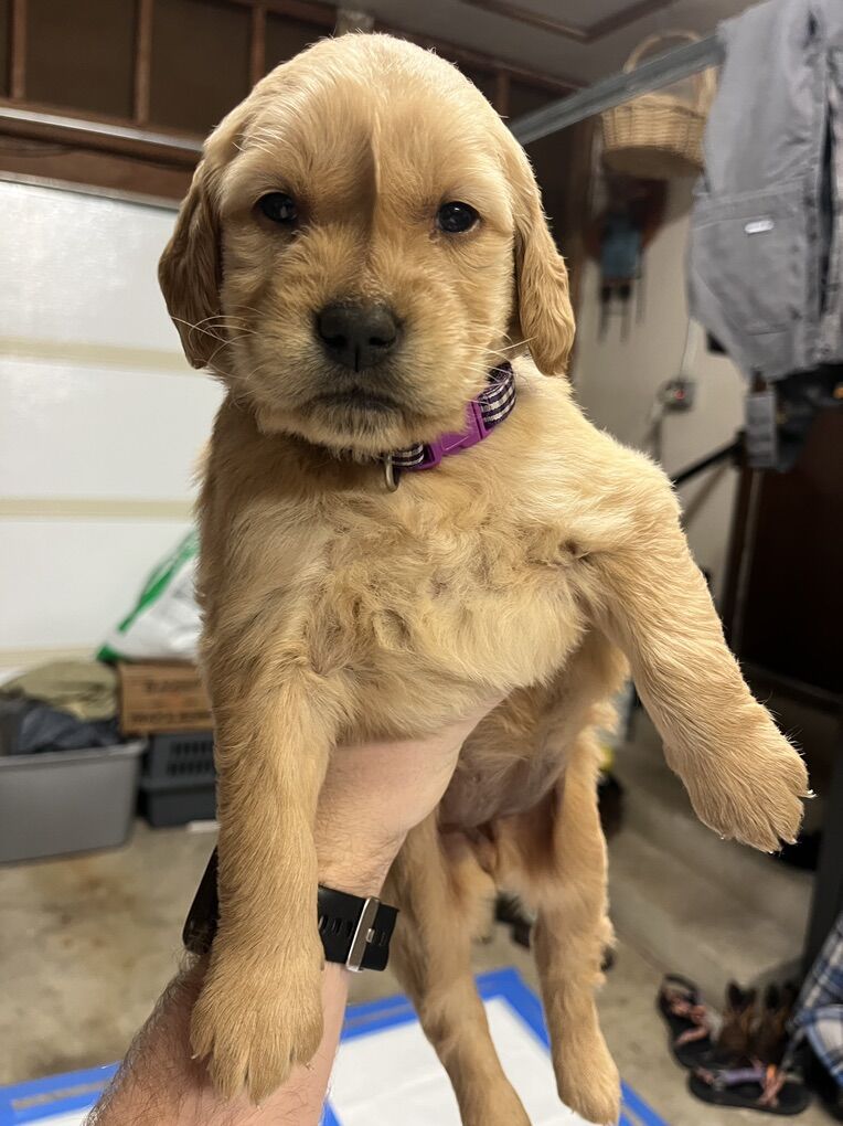 Red Golden Retreiver Puppies