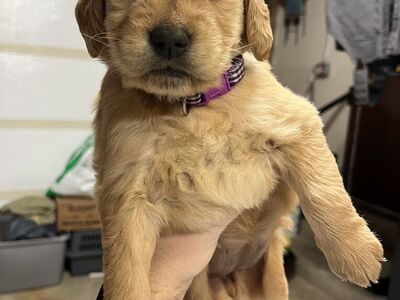 Red Golden Retreiver Puppies