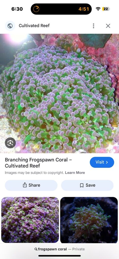 IN SEARCH OF FROGSPAWN CORAL