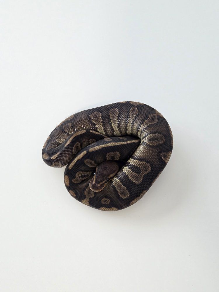 Main image 4