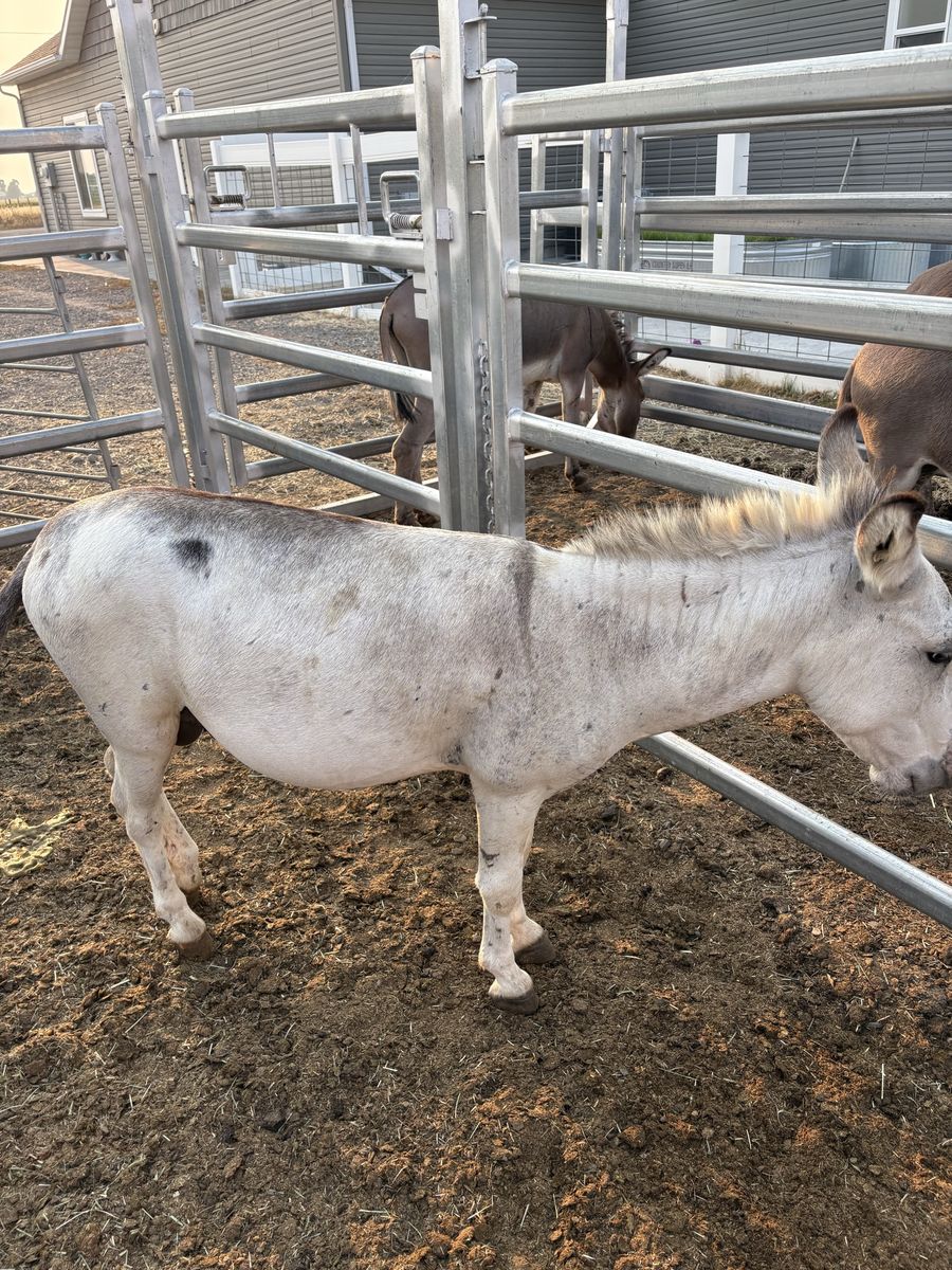 White/red roan minature jack donkey