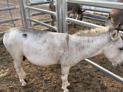 White/red roan minature jack donkey