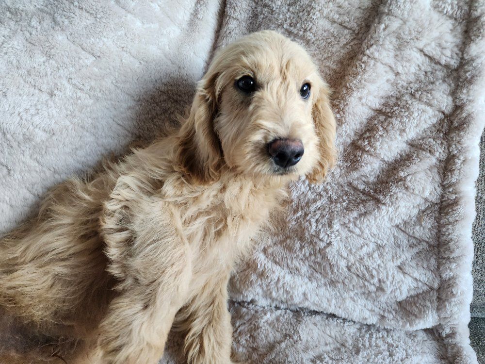 mini Golden Retriever Puppy
